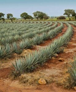 day trip to tequila from guadalajara