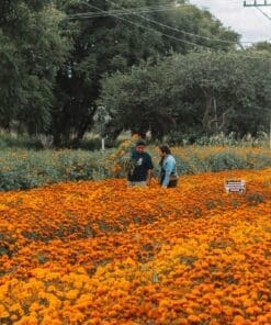 oaxaca marigold farm tour